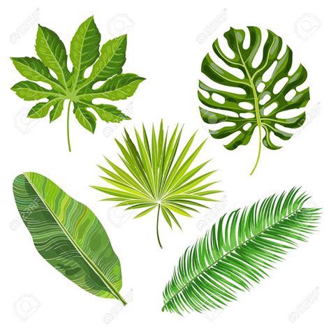 jungle leaves drawing